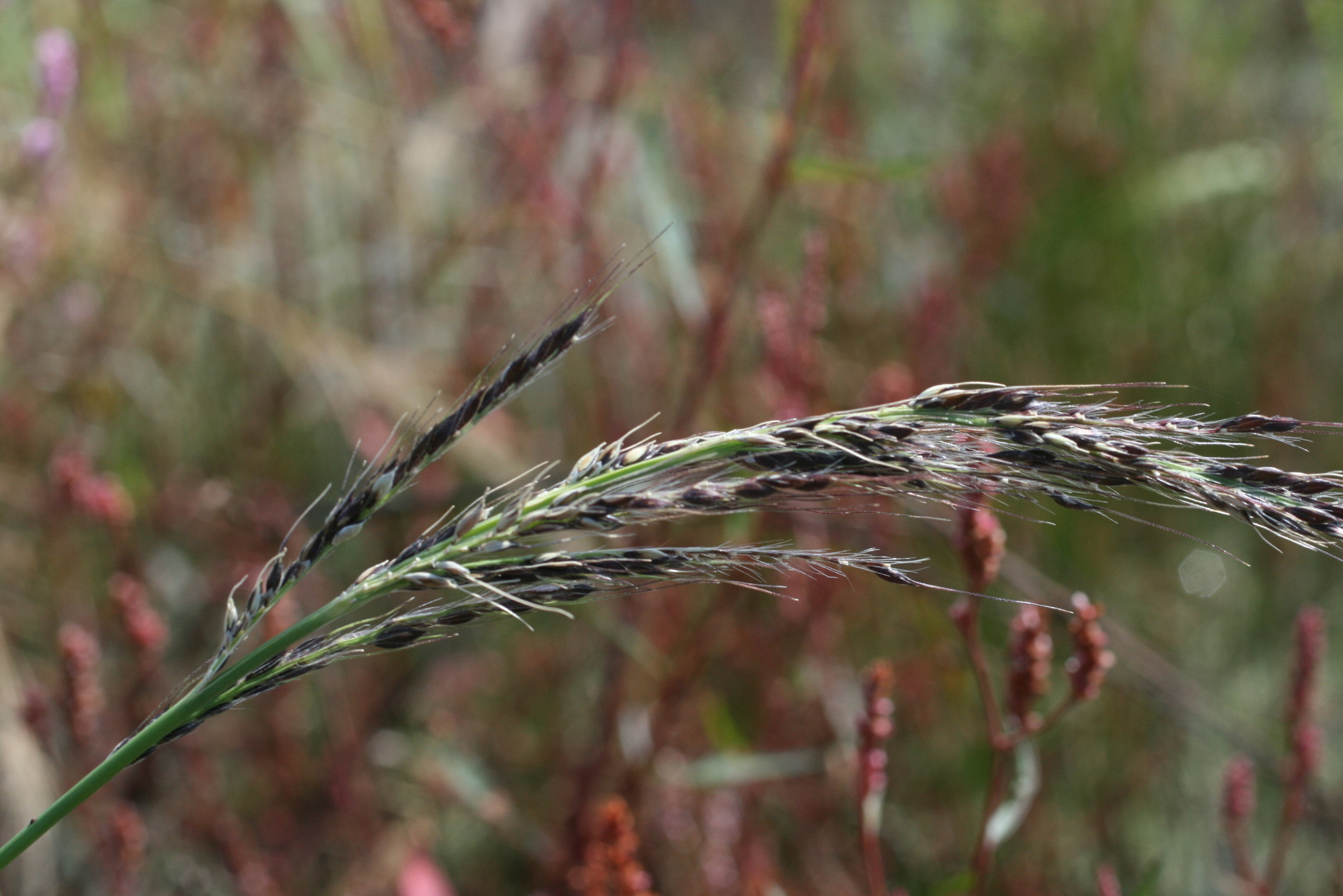 Echinochloa oplismenoides