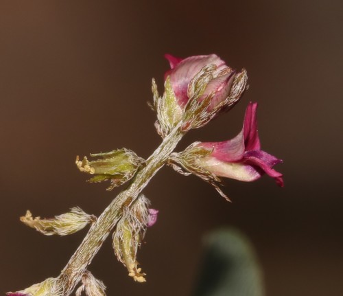 Image of Indigofera barkeri by (c) Brian du Preez, some rights reserved (CC BY-SA)
