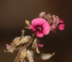 Indigofera barkeri