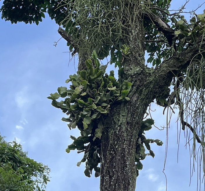 Rhipsalis pachyptera