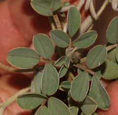 Indigofera barkeri