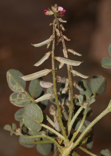 Image of Indigofera barkeri by (c) Brian du Preez, some rights reserved (CC BY-SA)