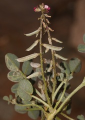 Indigofera barkeri