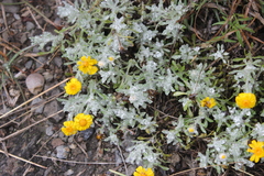 Thymophylla micropoides