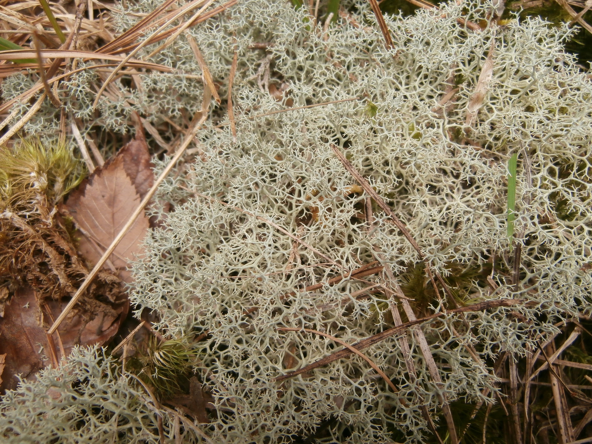 Cladonia subtenuis image
