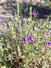 Scutellaria wrightii