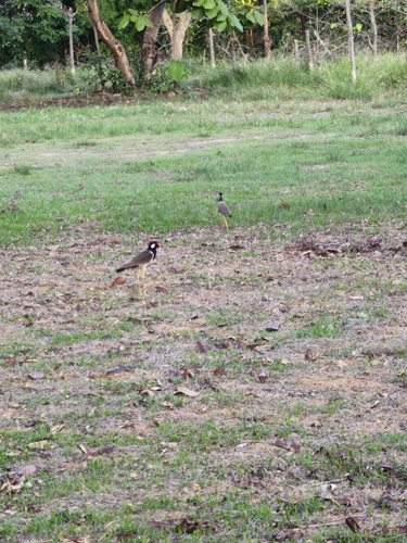 Red-wattled Lapwing