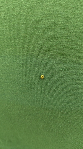 22-spot Ladybird