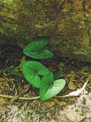 Hexastylis arifolia