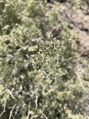 Galium stellatum