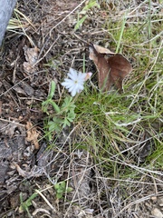 Lithophragma parviflorum