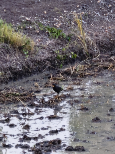 Great Myna