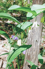 Polygonatum biflorum biflorum