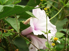 Ipomoea carnea fistulosa