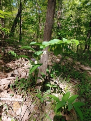 Polygonatum biflorum biflorum