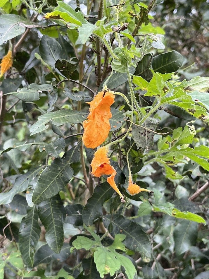 Momordica charantia