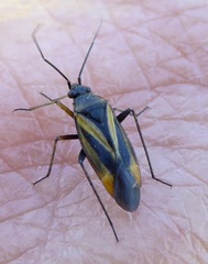 Plagiognathus moerens