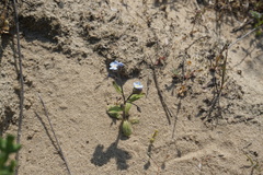 Myosotis heteropoda