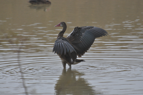 iNaturalist: (c) Alexander Yates, some rights reserved (CC BY-NC), uploaded by Alexander Yates iNaturalist image