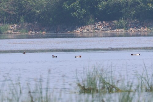 Eurasian Wigeon