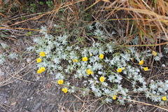 Thymophylla micropoides