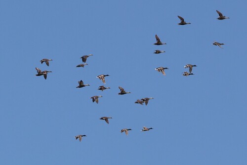 Mallard