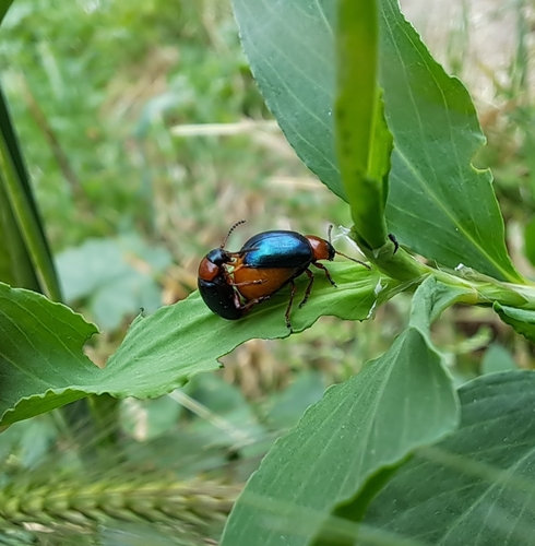 Knotweed Leaf Beetle