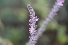 Aloysia macrostachya