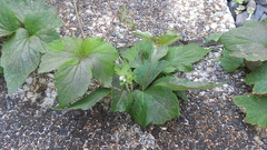 Eriocapitella × hybrida