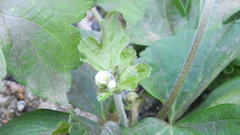 Eriocapitella × hybrida