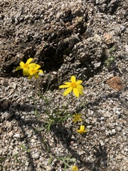 Eriophyllum ambiguum