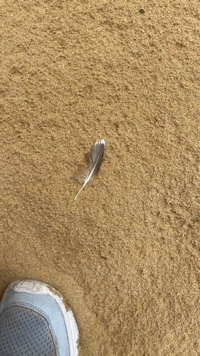 Plume de Plongeon arctique