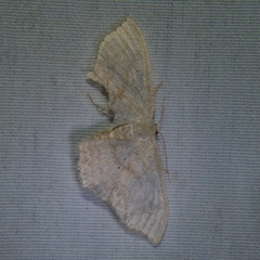 Scopula junctaria