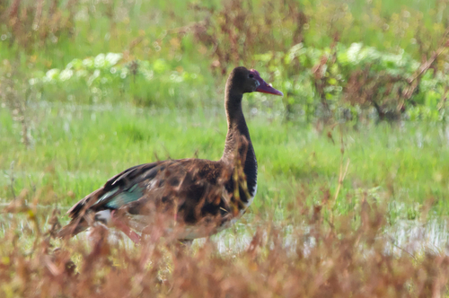 iNaturalist: (c) Allen L, some rights reserved (CC BY-NC), uploaded by Allen L iNaturalist image