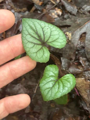 Viola hirsutula, photograph 4