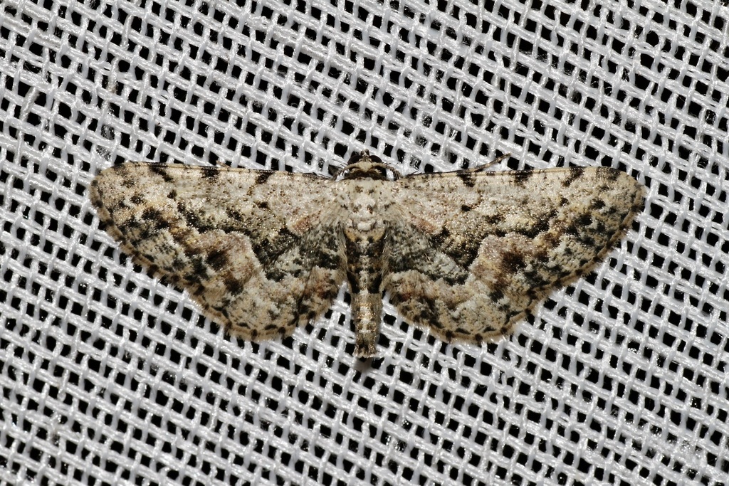 Hypomecis gonophora