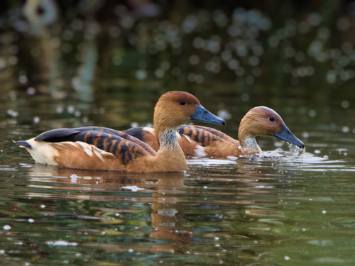 iNaturalist image