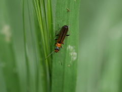 Podabrus cavicollis