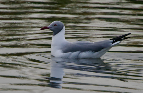 iNaturalist: (c) Allen L, some rights reserved (CC BY-NC), uploaded by Allen L iNaturalist image