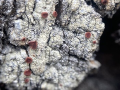 Ophioparma rubricosa