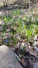 Scilla siberica