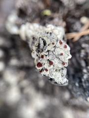 Ophioparma rubricosa