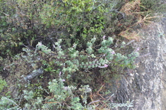 Aloysia macrostachya