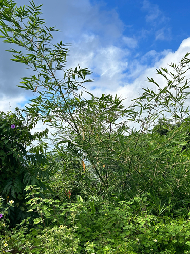 common bamboo