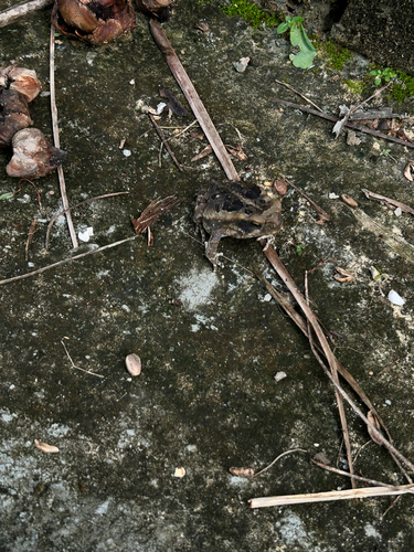 Cururu Toad