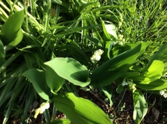 Convallaria