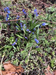 Scilla siberica