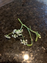 Limnosciadium pumilum