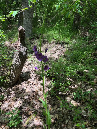 Purple Mullein