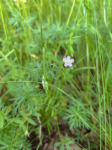 Long-stalked Crane's-bill